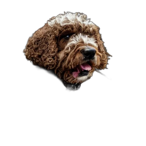 animal, staff, face, creature transparent PNG cut-out
