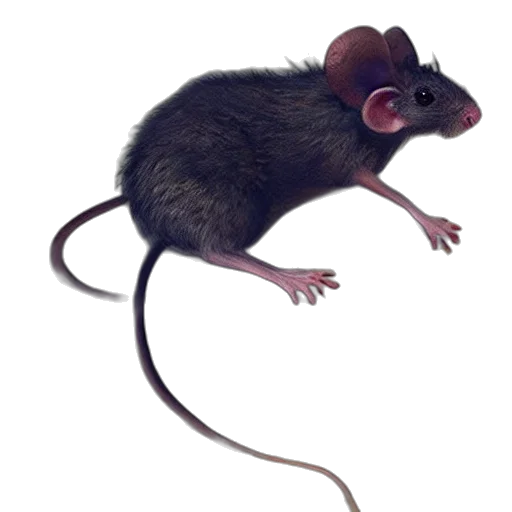 animal, hat, creature, staff transparent PNG cut-out