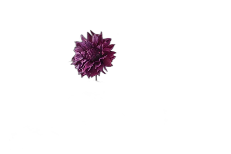 flower, crown, jewelry, hair transparent PNG cut-out