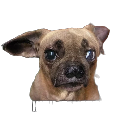 animal, face, staff, creature transparent PNG cut-out