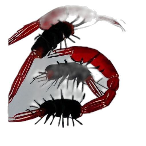 creature, mask, animal, crown transparent PNG cut-out