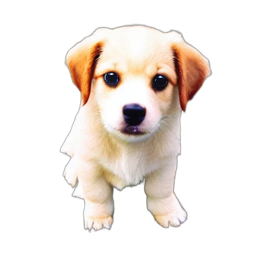 animal, creature, staff, face transparent PNG cut-out