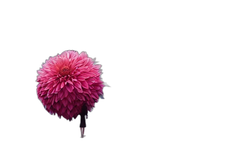 flower, umbrella, crown, hair transparent PNG cut-out