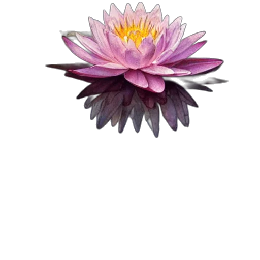 flower, crown, jewelry, staff transparent PNG cut-out
