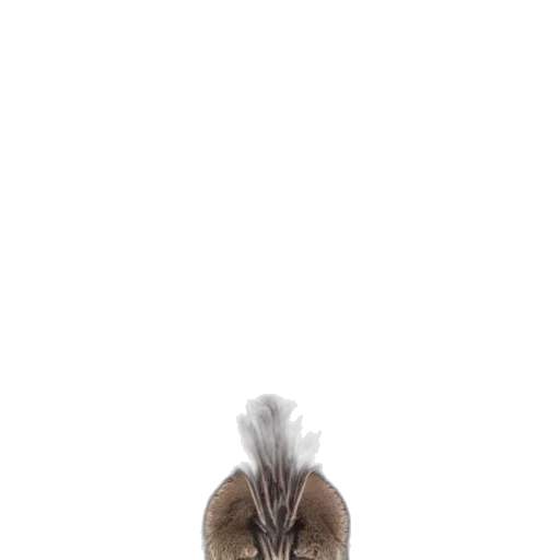 animal, hair, creature, hat transparent PNG cut-out
