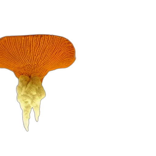 crown, flower, hair, umbrella transparent PNG cut-out
