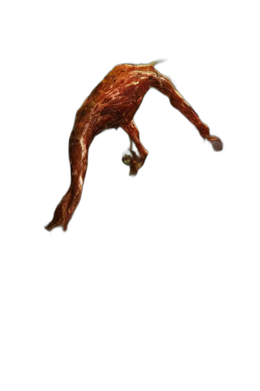 animal, creature, dragon, food transparent PNG cut-out