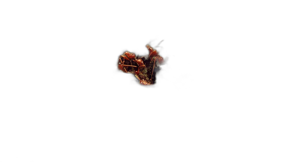 dragon, hair, crown, food transparent PNG cut-out