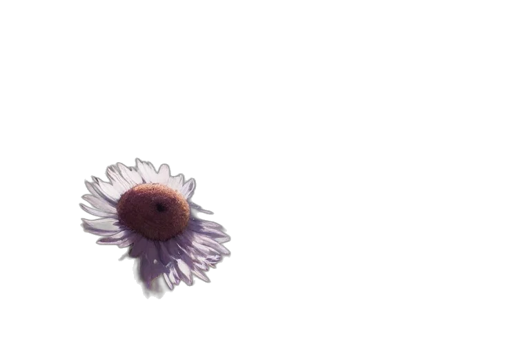 flower, hair, crown, umbrella transparent PNG cut-out