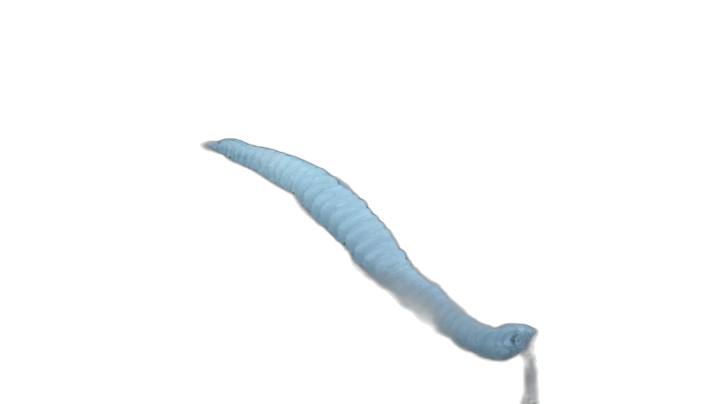 staff, dragon, creature, weapon transparent PNG cut-out