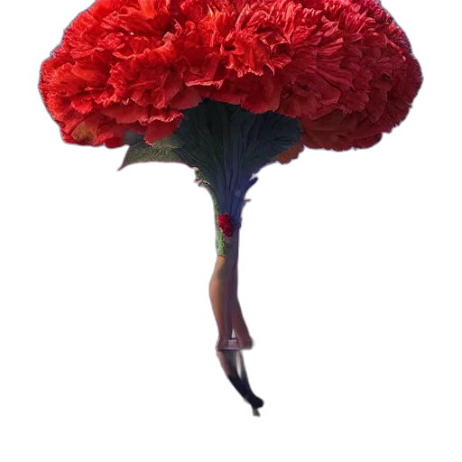 umbrella, flower, hat, tree transparent PNG cut-out