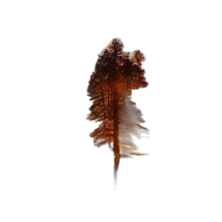 tree, hair, creature, face transparent PNG cut-out