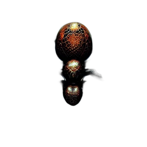 animal, creature, robot, jewelry transparent PNG cut-out