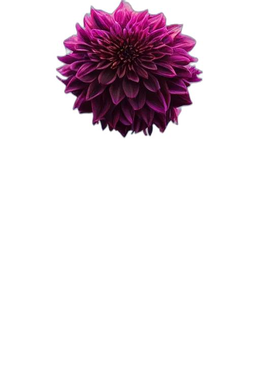 flower, crown, jewelry, umbrella transparent PNG cut-out