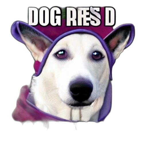 animal, hat, face, creature transparent PNG cut-out