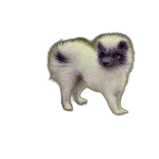 animal, creature, hair, staff transparent PNG cut-out