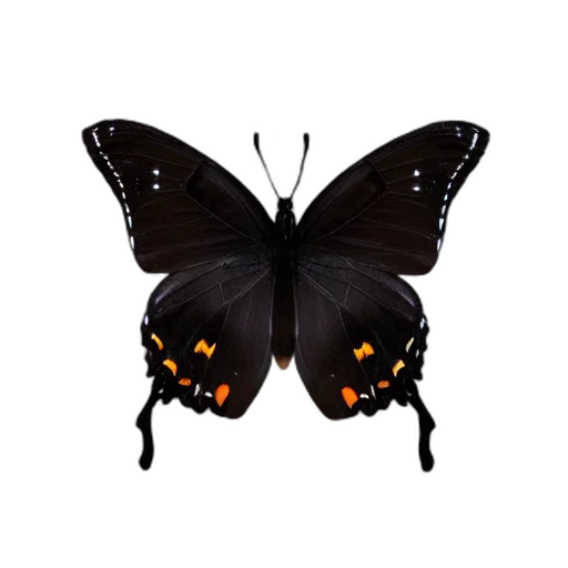 animal, creature, crown, jewelry transparent PNG cut-out