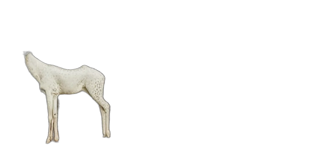 animal, furniture, jewelry, staff transparent PNG cut-out
