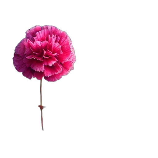 flower, umbrella, hat, crown transparent PNG cut-out