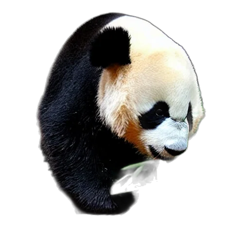 animal, mask, staff, hat transparent PNG cut-out
