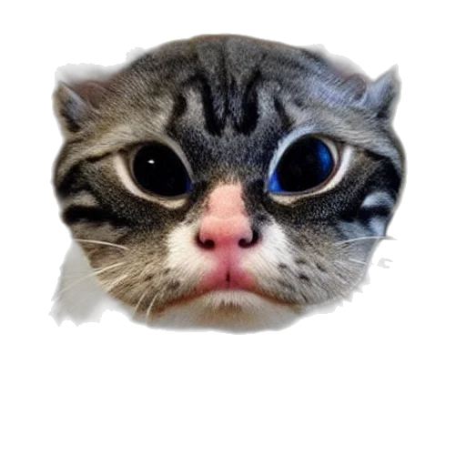animal, face, creature, mask transparent PNG cut-out