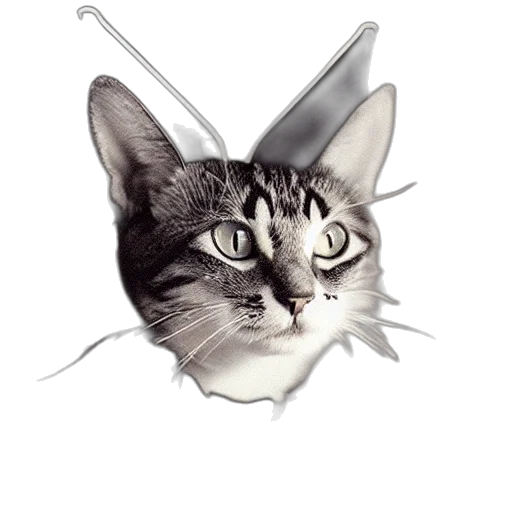 animal, staff, hat, crown transparent PNG cut-out