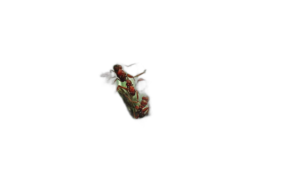 jewelry, weapon, dragon, flower transparent PNG cut-out