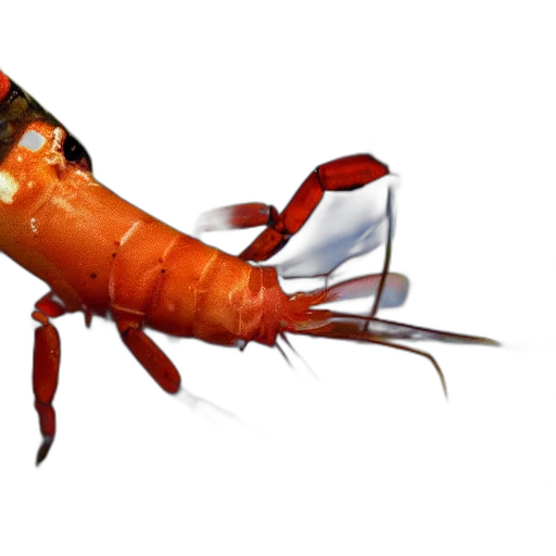 animal, creature, food, weapon transparent PNG cut-out