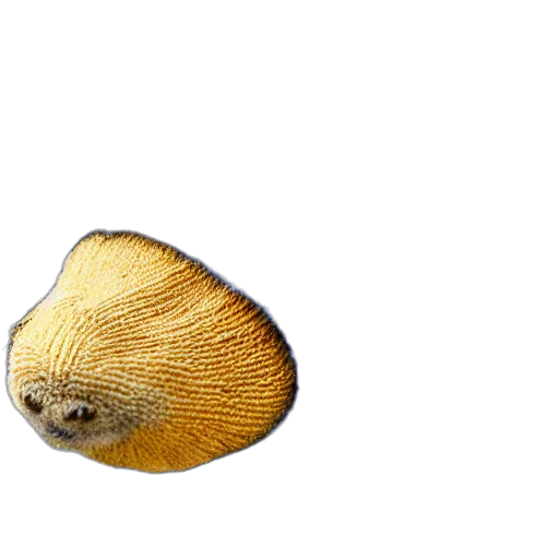 animal, hair, creature, hat transparent PNG cut-out