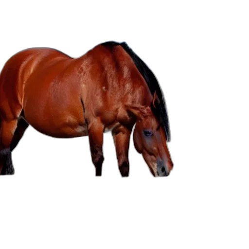 animal, creature, furniture, crown transparent PNG cut-out