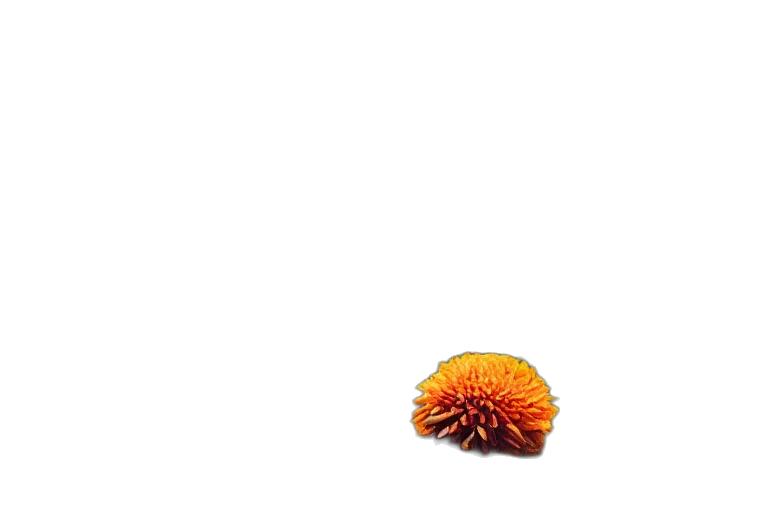flower, hair, animal, food transparent PNG cut-out