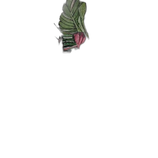 flower, staff, jewelry, crown transparent PNG cut-out