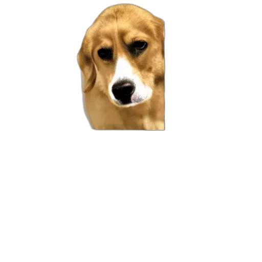 animal, face, hat, creature transparent PNG cut-out