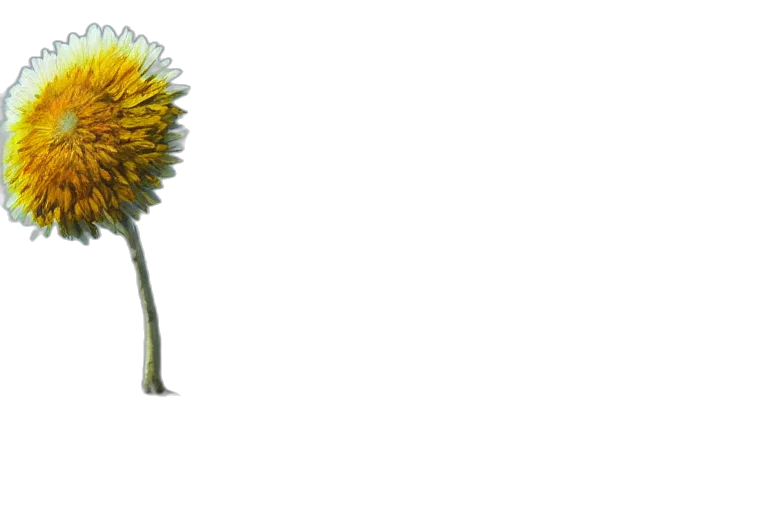 flower, staff, umbrella, crown transparent PNG cut-out