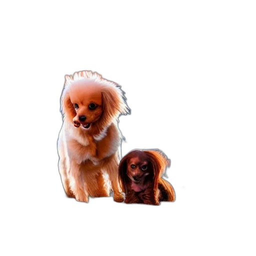 animal, creature, furniture, staff transparent PNG cut-out