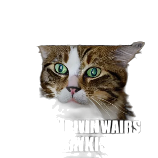 animal, creature, face, weapon transparent PNG cut-out