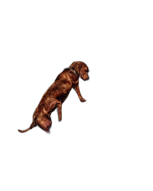 animal, staff, creature, weapon transparent PNG cut-out