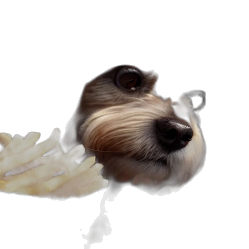 animal, hair, creature, food transparent PNG cut-out