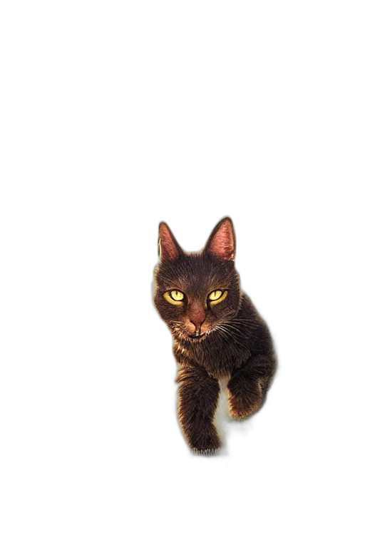 animal, creature, staff, face transparent PNG cut-out
