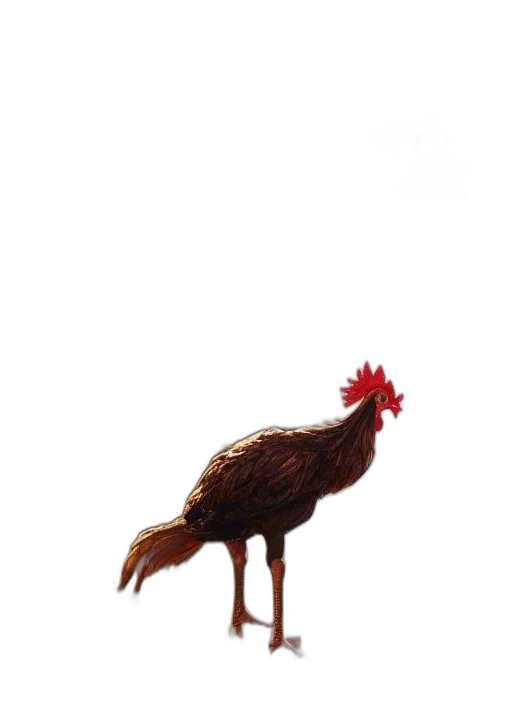 animal, food, dress, creature transparent PNG cut-out