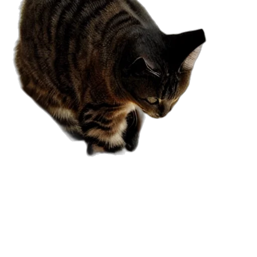 animal, creature, staff, weapon transparent PNG cut-out
