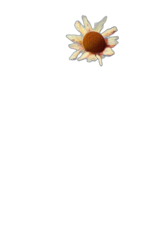 flower, crown, jewelry, staff transparent PNG cut-out