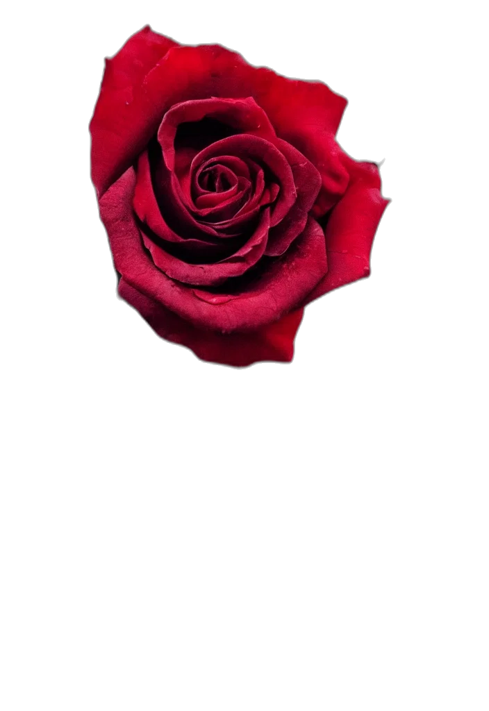 flower, crown, jewelry, staff transparent PNG cut-out
