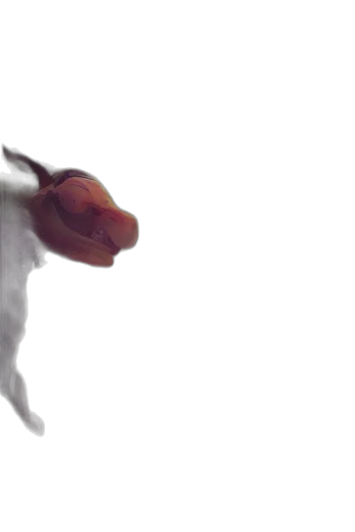 creature, animal, dragon, flower transparent PNG cut-out