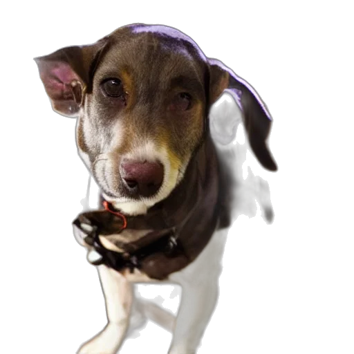 staff, animal, photorealistic, 3d render transparent PNG cut-out