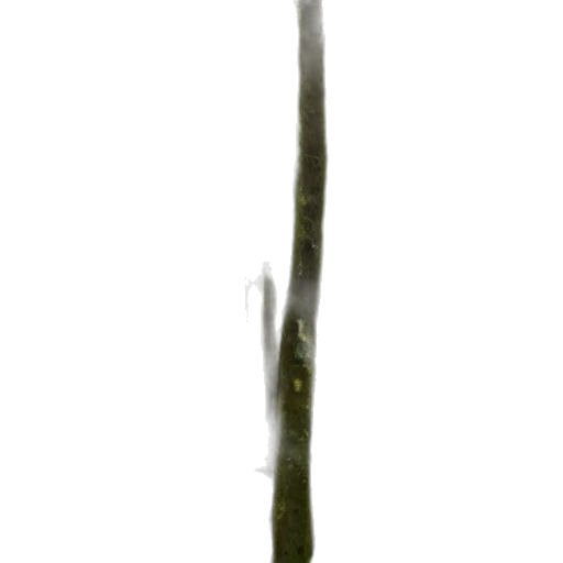 staff, sword, tree, weapon transparent PNG cut-out