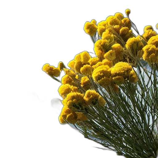 flower, crown, tree, hair transparent PNG cut-out