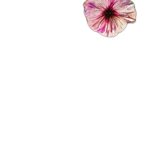 flower, umbrella, jewelry, hair transparent PNG cut-out