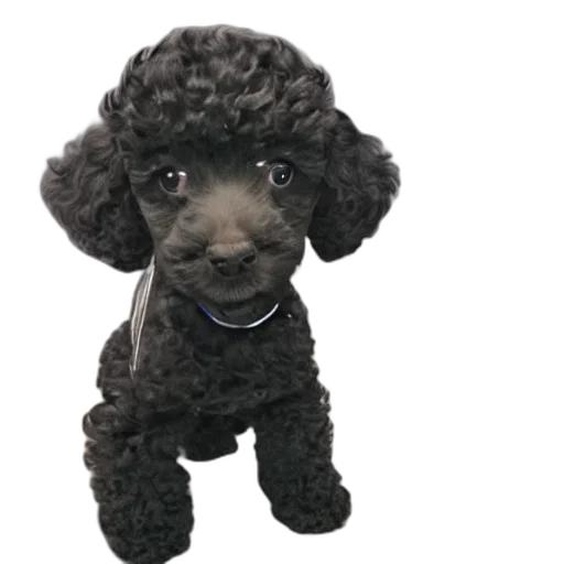 staff, animal, hat, creature transparent PNG cut-out