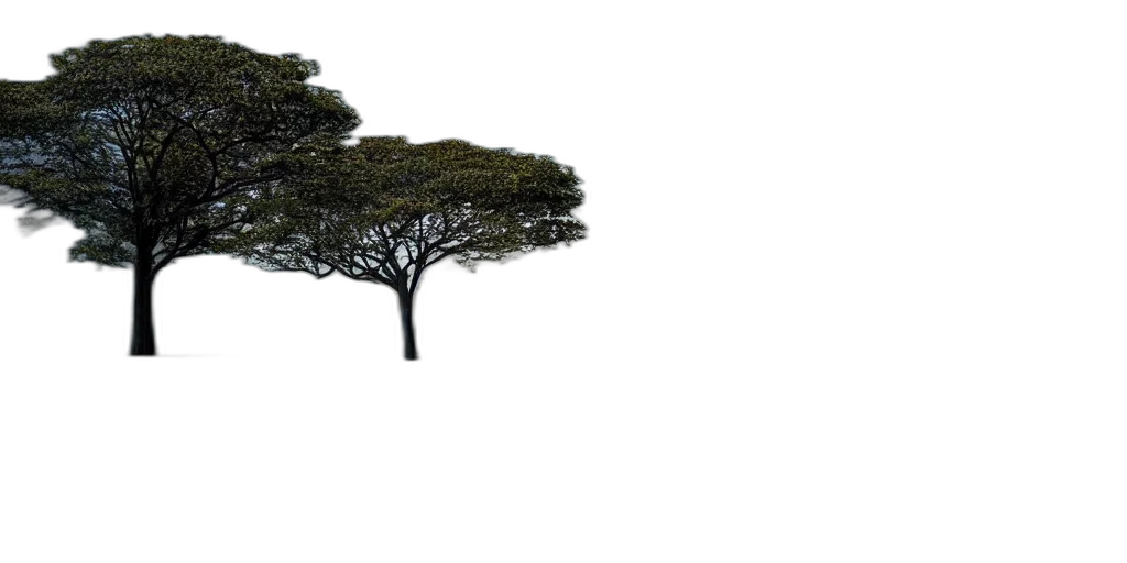 tree, crown, hair, hat transparent PNG cut-out